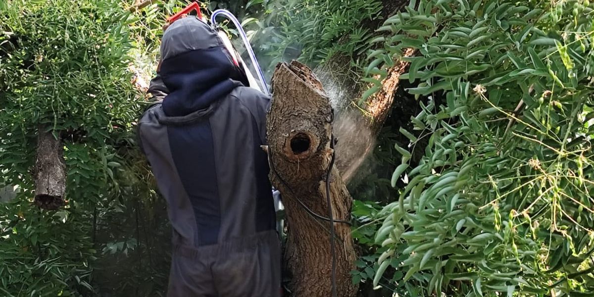 Exterm frelons nuisibles - Site internet Services Louhans