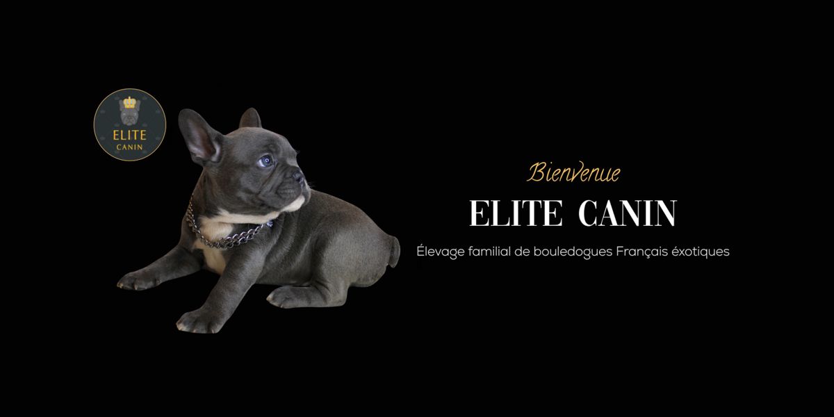 Élite Canin - Site internet Autre Louhans